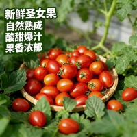 广西露天圣女果樱桃小番茄即食水果西红柿新鲜蔬菜应季整箱批发价 带箱5斤...