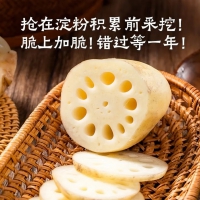 【水八仙】湖北洪湖莲藕水果新鲜脆藕现挖现发火锅食材生鲜蔬菜 新鲜脆藕5...