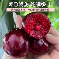 RONGXIAN车厘子樱桃 大果 J 单果26-28mm