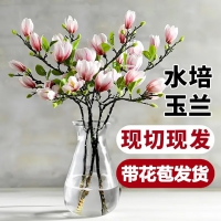 【玉兰】水培切枝花卉带花苞遇水开花室内植物好养绿植净化空气 紫玉兰鲜枝...