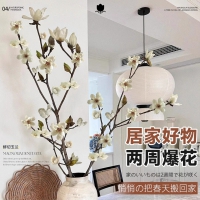 临雅水培植物玉兰花卉干枝带花苞白兰鲜花盆栽室内好养鲜切家用插花禄 【旗...