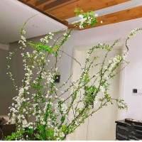 iosn雪柳干枝支鲜枝水养插花水培植物鲜花卉室内盆栽绿植龙柳好活装饰 ...