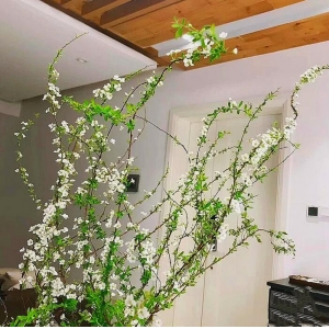 iosn雪柳干枝支鲜枝水养插花水培植物鲜花卉室内盆栽绿植龙柳好活装饰 雪柳鲜枝70-80cm10支