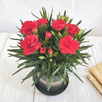 带花苞发货 · 康乃馨盆栽 · 阳台室内花卉盆栽办公室鲜花绿植 红色康...