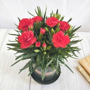 带花苞发货 · 康乃馨盆栽 · 阳台室内花卉盆栽办公室鲜花绿植 红色康乃馨【带花苞】