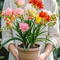 香雪兰花球盆栽重瓣种小苍兰带芽种根带花苞混色盆栽四季开花鲜花 混色10...