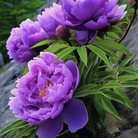 芍药花苗重瓣带芽大苗鲜花四季开花卉阳台庭院牡丹花盆栽植物 混色大块带1...