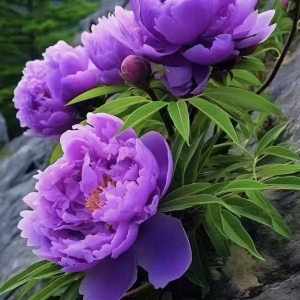 芍药花苗重瓣带芽大苗鲜花四季开花卉阳台庭院牡丹花盆栽植物 混色大块带13-18个芽苞发货+肥料